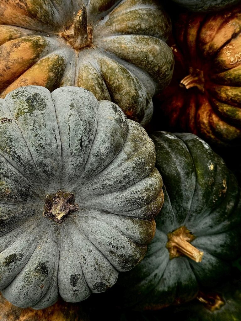Close-up of greenish-gray pumpkins with textured skin and earthy tones.