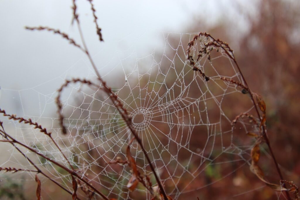Dew-covered spider web on dried autumn branches in a misty background.