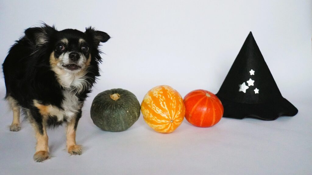 Small black dog standing beside colorful pumpkins and a black witch hat decorated with stars.
