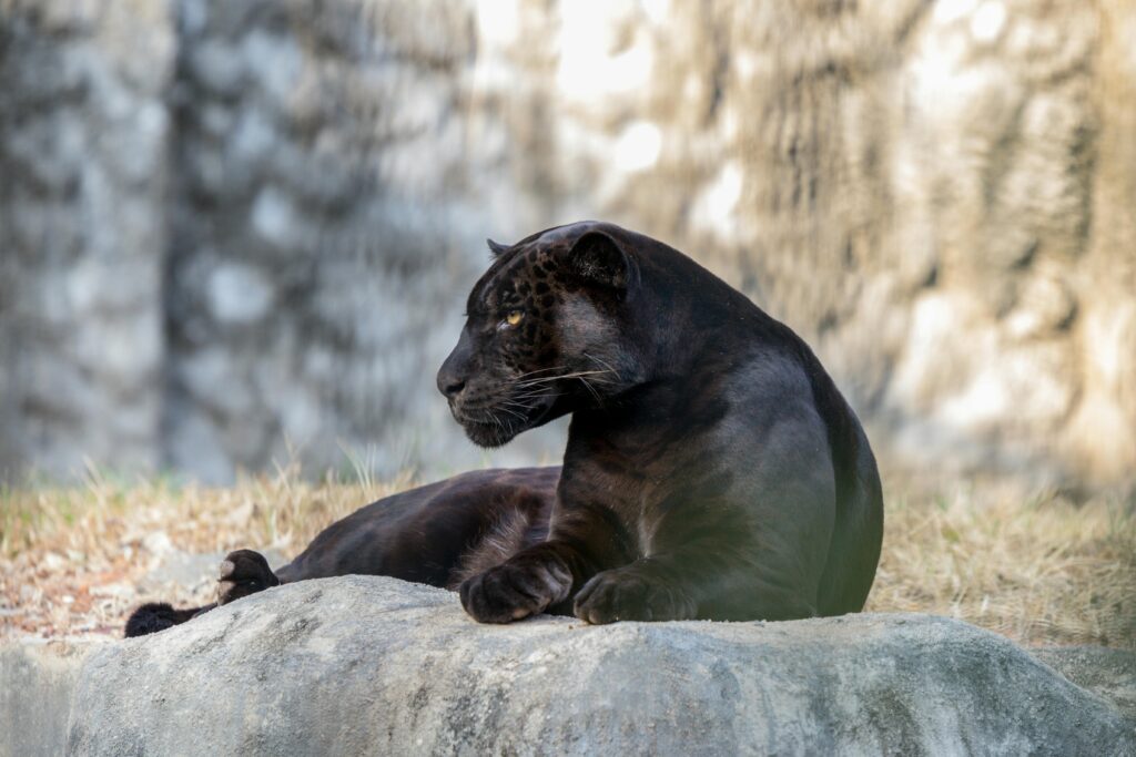 A black panther resting on a rock inside a zoo enclosure.