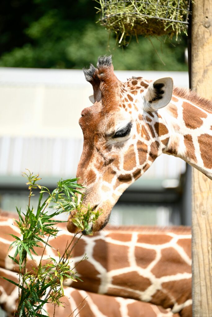 A giraffe eating leaves inside a zoo enclosure on a sunny day.