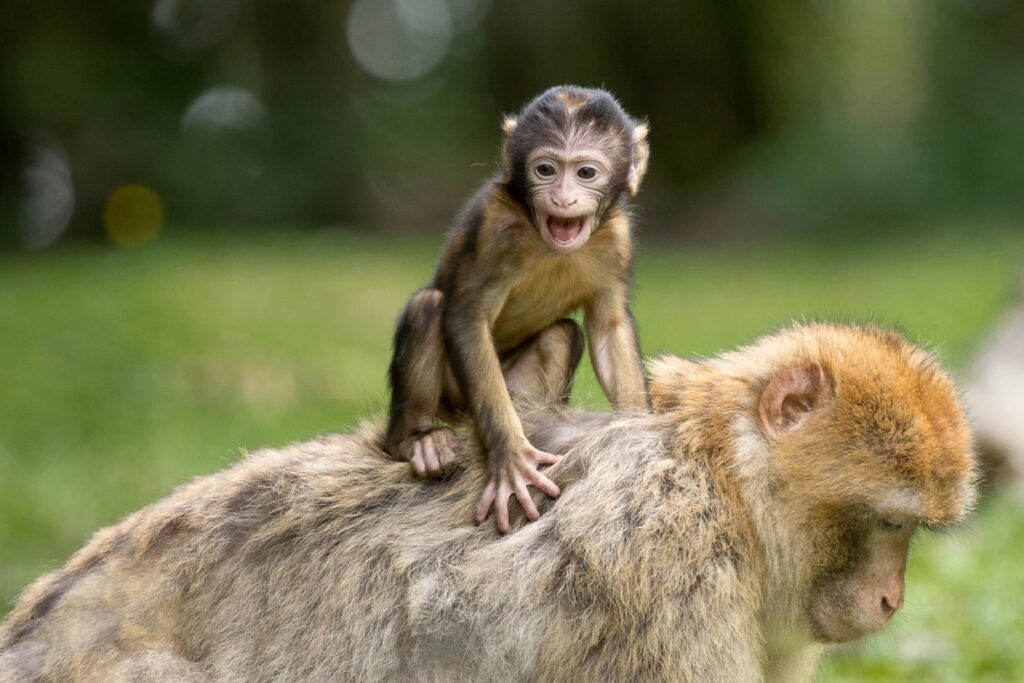 A baby monkey sitting on an adult monkey’s back, both in a grassy area.