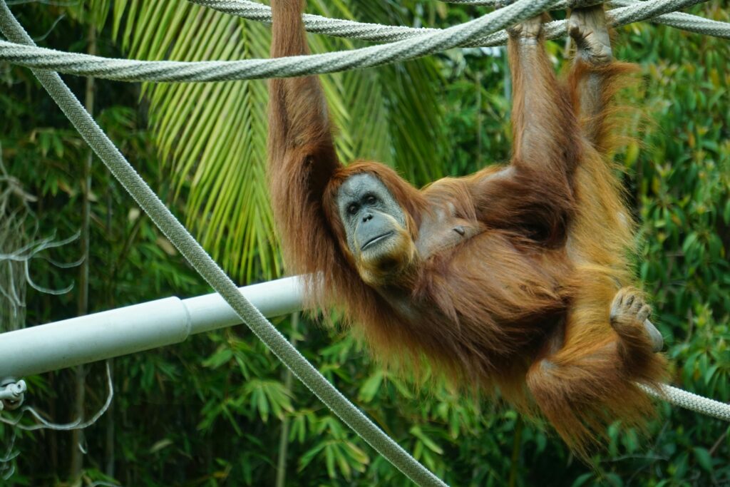 An orangutan hanging from ropes in a zoo habitat surrounded by greenery.