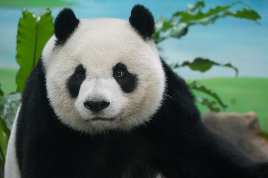 A giant panda looking directly at the camera in its zoo habitat.