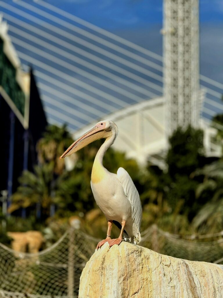 A white pelican standing on a rock with modern architecture in the background.