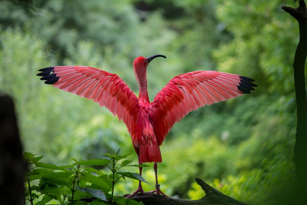 A bright red bird with wings spread wide against a lush green background.