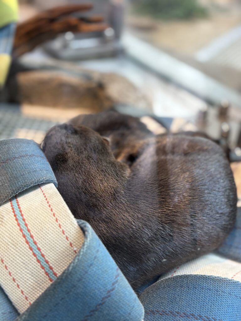 A sleeping otter curled up on a fabric-covered platform at ATOA Aquarium.
