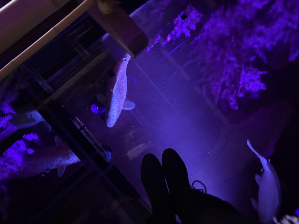 A view looking down through a glass floor illuminated with purple lighting, showing koi-like fish swimming beneath and a pair of black shoes visible at the edge.