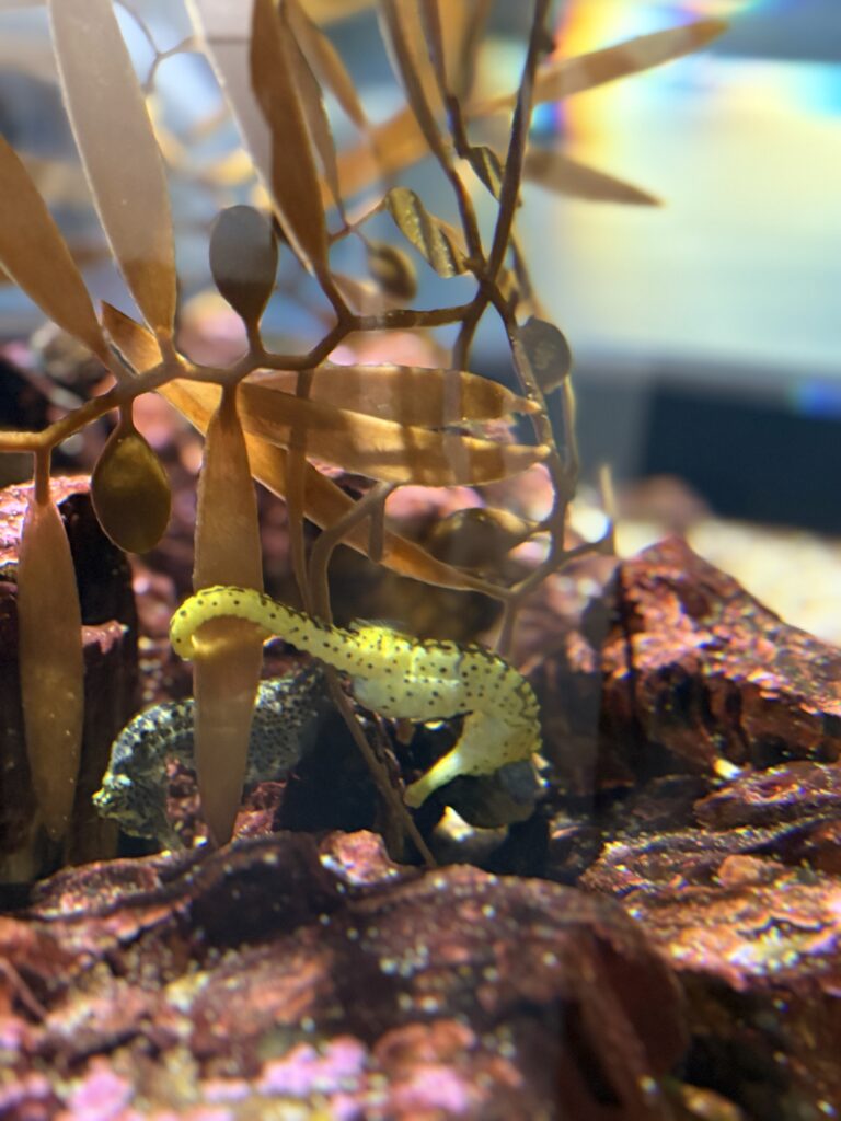 A yellow seahorse clinging to seaweed in a tank at ATOA Aquarium.