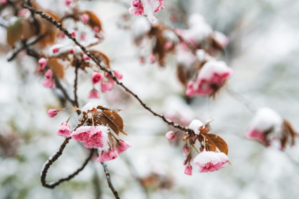 Pink cherry blossoms covered in fresh snow during a rare Tokyo snowfall.