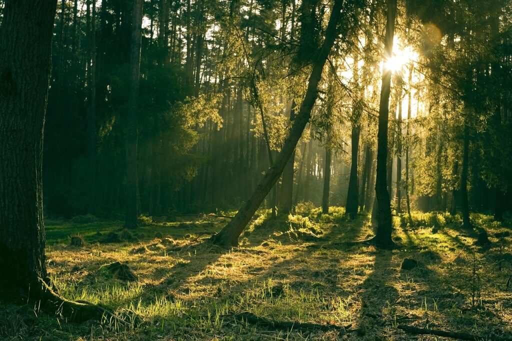 Sunlight streaming through a peaceful forest, illustrating shinrin-yoku forest bathing and nature therapy.