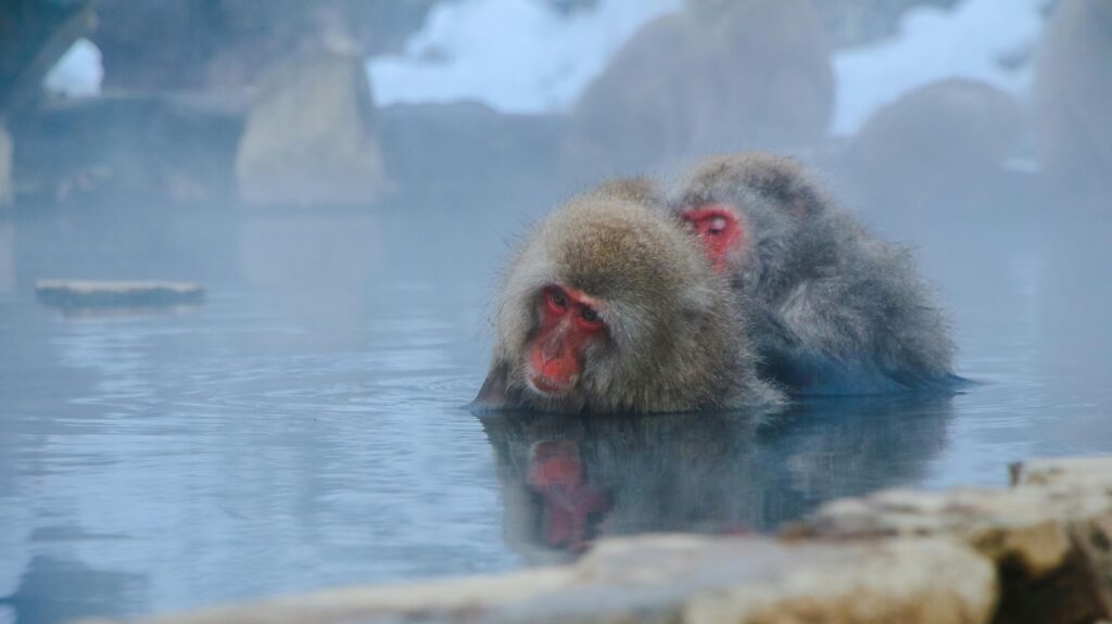 Japanese snow monkeys relaxing in a steaming hot spring