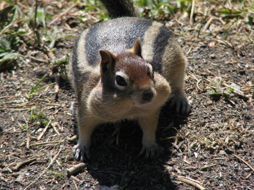 Chipmunk standing on the ground outdoors