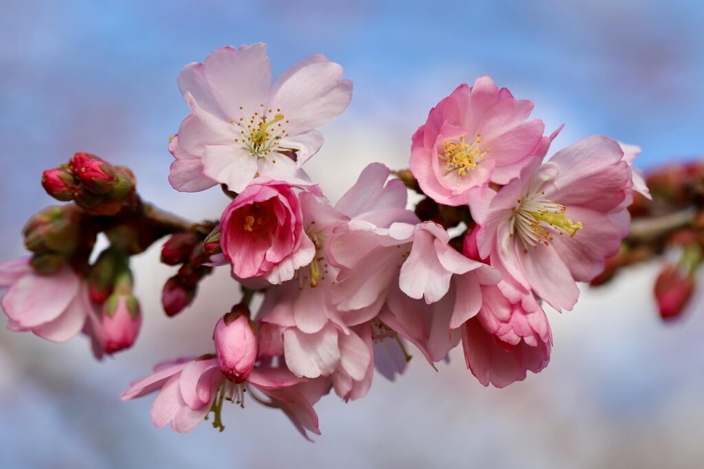 Close-up of pale pink cherry blossoms blooming on a tree branch