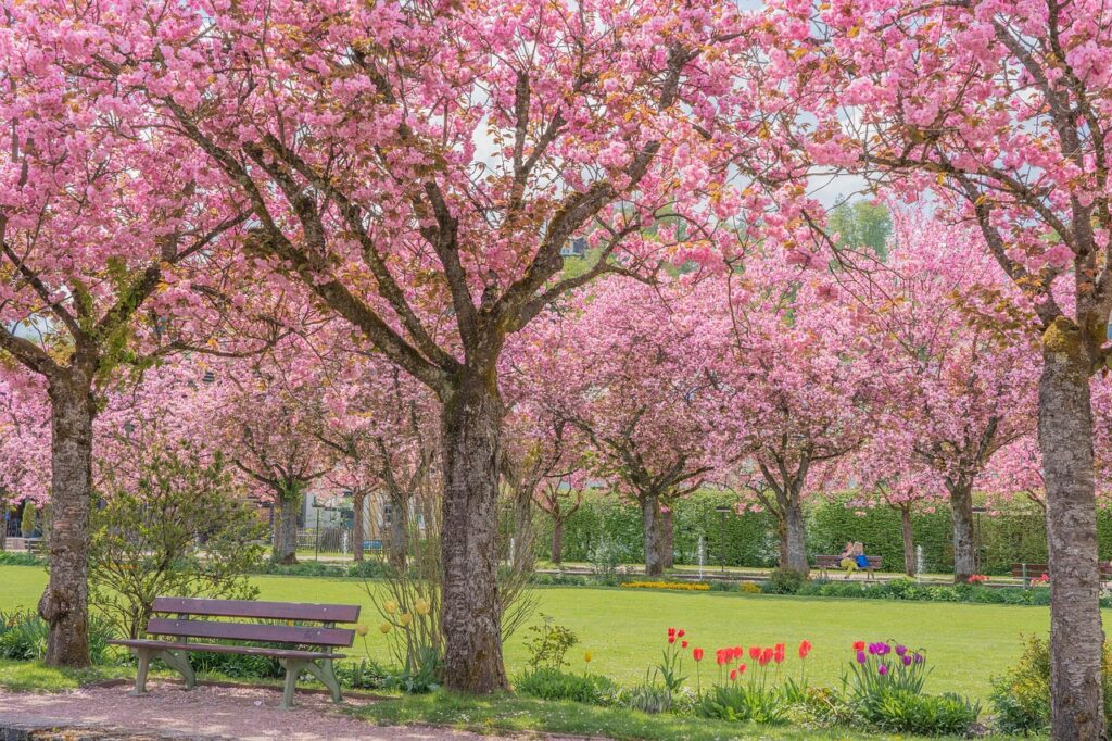 Cherry blossom trees lining a park path with benches during springtime