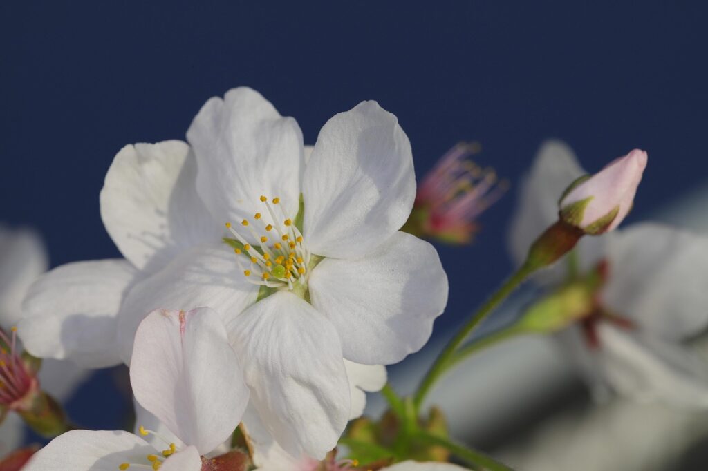White cherry blossoms in bloom against a deep blue background