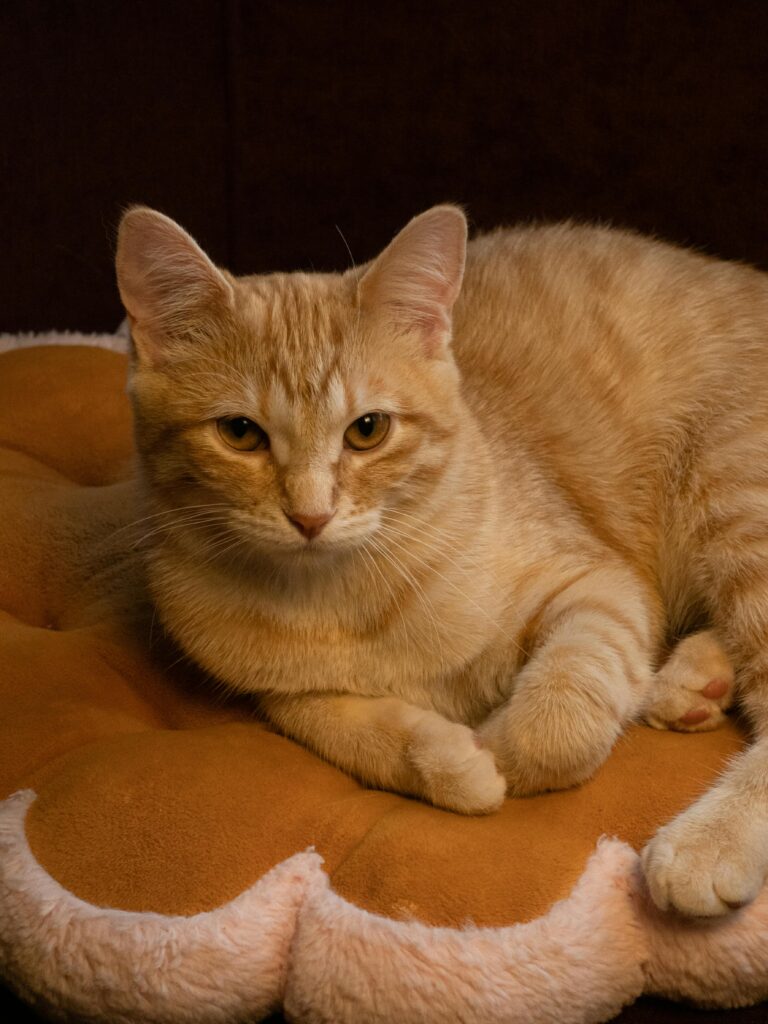 Ginger cat resting calmly on a plush round cushion indoors.