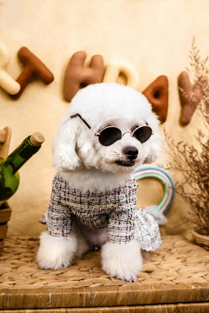Small white dog wearing sunglasses and a stylish outfit sitting on a woven surface.