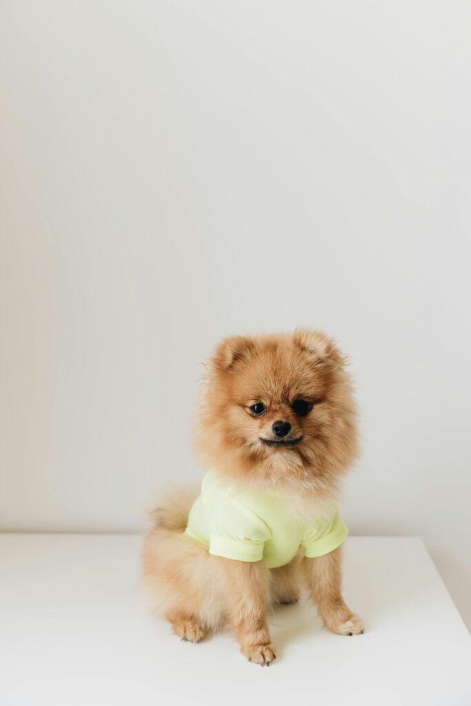 Fluffy Pomeranian wearing a light green shirt sitting against a minimal white backdrop.