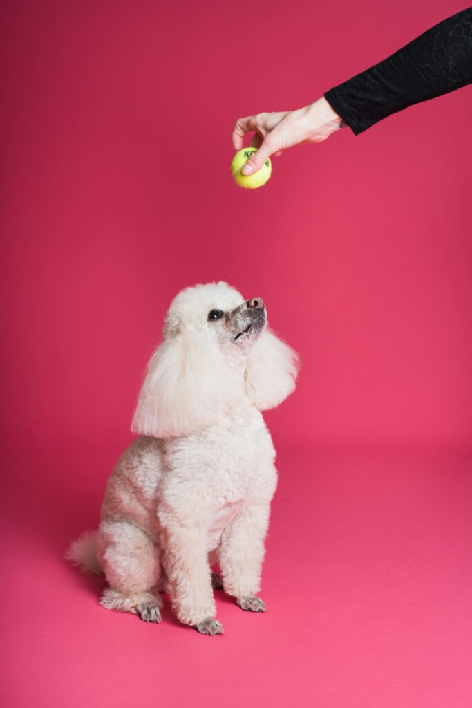 White poodle sitting against a pink background while a hand holds a tennis ball above.