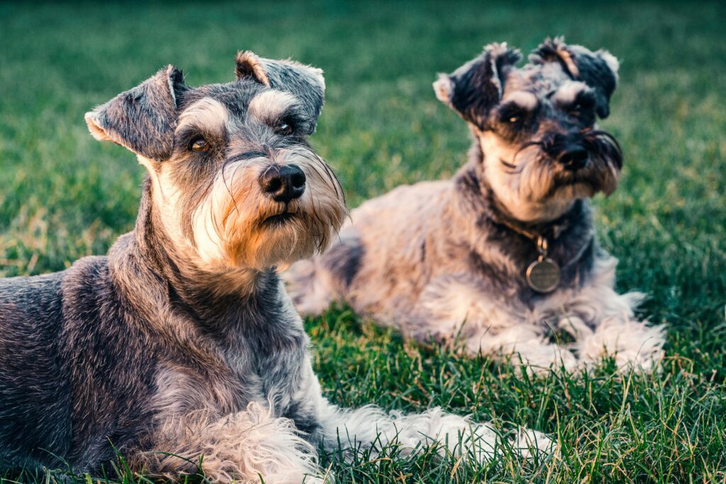 Two Miniature Schnauzers lying on green grass outdoors.