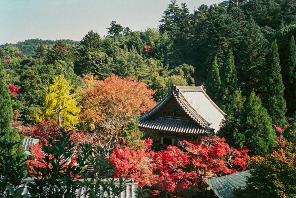 A quiet tree-lined path in Tsukuba during autumn, with bright red, yellow, and green leaves overhead and two people walking beneath the canopy.