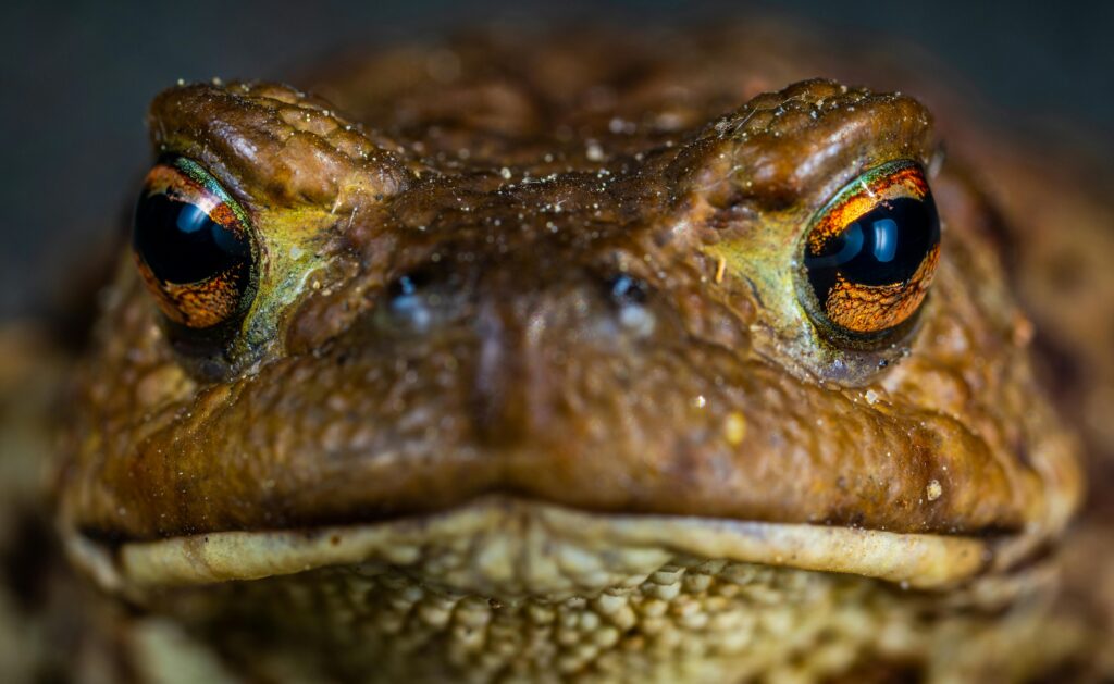 A close-up macro shot of a brown frog’s face, showing its textured skin and striking golden-orange eyes in sharp detail.