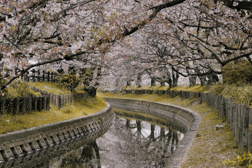 Cherry blossom trees arching over a narrow canal in Japan during spring, with pale pink petals reflected in the water.