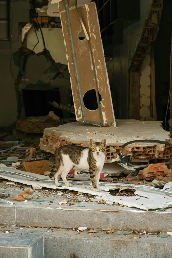 Cat standing among earthquake rubble inside a damaged building, highlighting the importance of pet disaster planning.