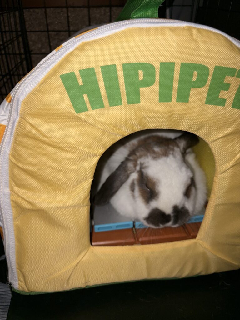Rabbit resting inside a yellow insulated cooling house with cooling tiles, staying comfortable during hot weather.