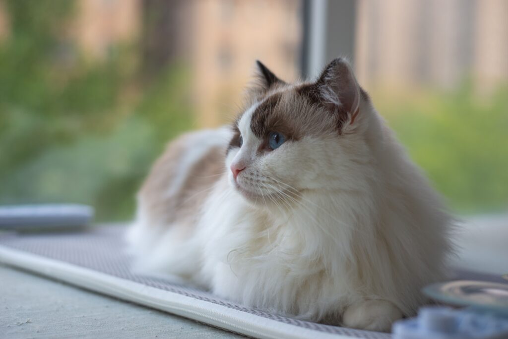 Long-haired cat relaxing near a window in a cool indoor space during Japan’s summer season.