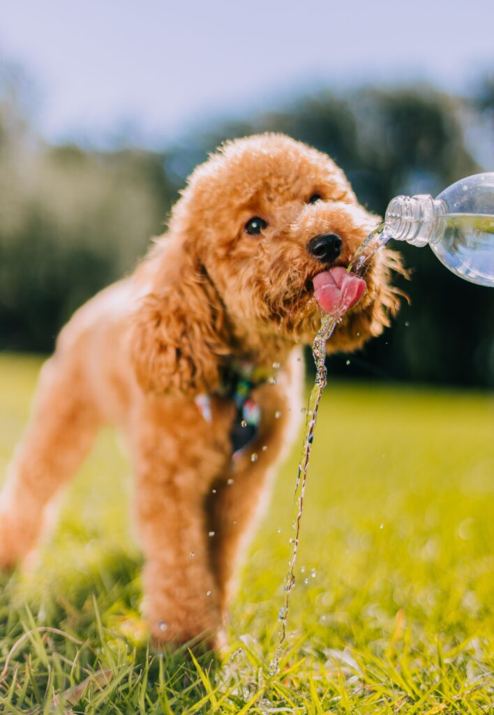 Small brown dog drinking fresh water outdoors on a hot day to stay hydrated.