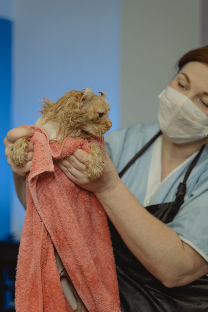 Veterinarian holding a wet cat wrapped in a towel while providing treatment for possible heat stress or overheating.