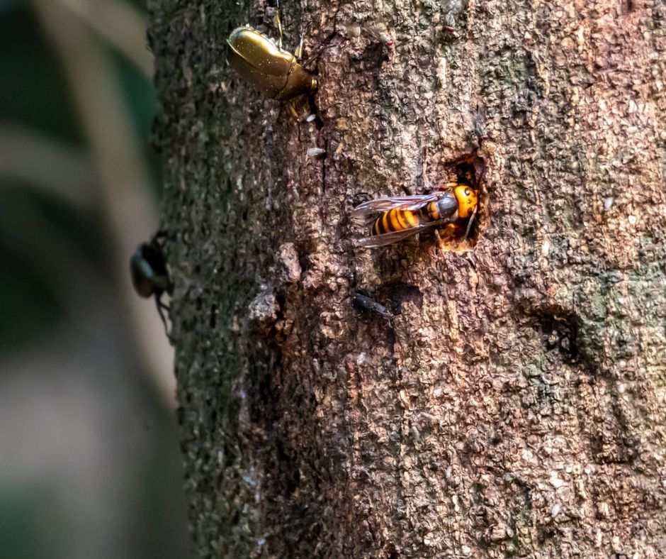 A Japanese giant hornet (suzumebachi) emerging from a tree, one of Japan's most dangerous summer insects.