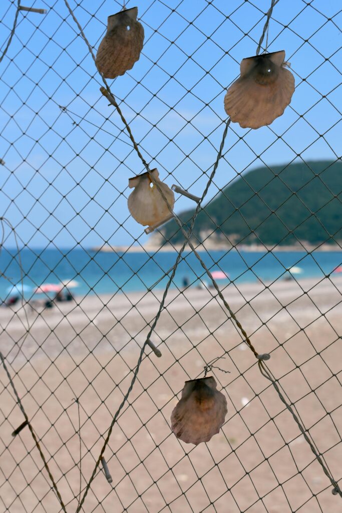 Scallop shells attached to a wire fence with a sandy beach and blue ocean softly blurred in the background.