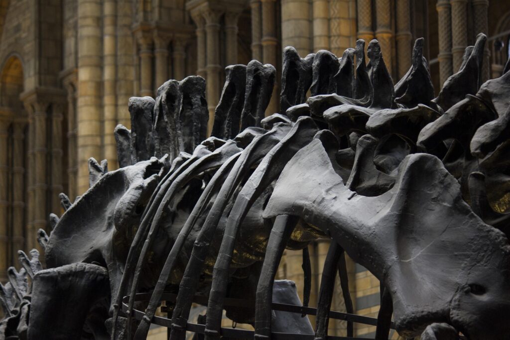 Large dinosaur skeleton displayed inside a natural history museum, illustrating an educational family outing for summer learning.