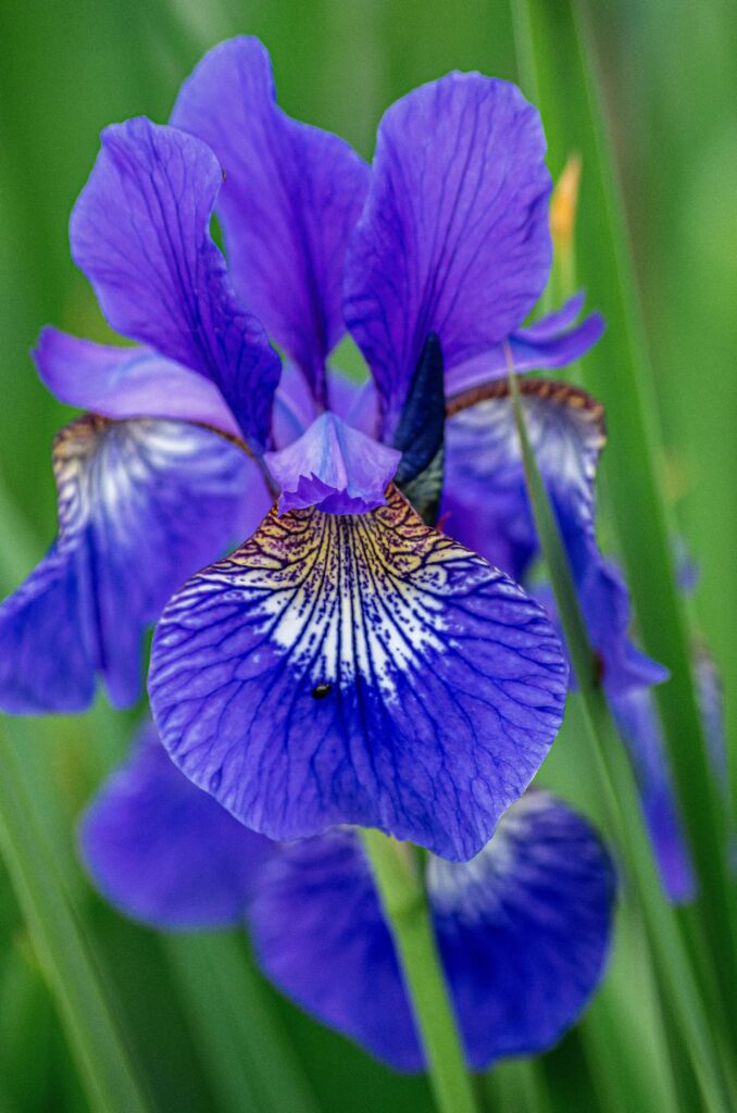 Close-up of a purple Japanese iris flower in bloom.