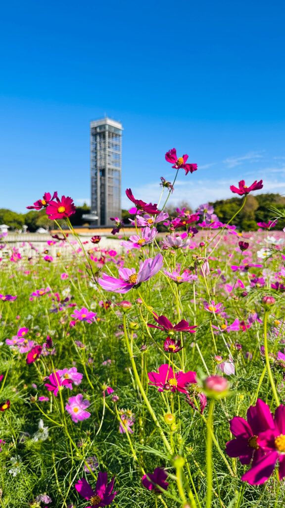 Pink and purple cosmos flowers blooming in front of an observation tower under a blue sky.