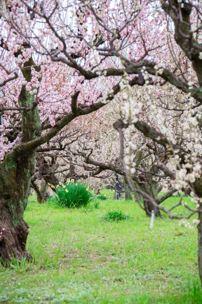 Pink and white blossoms surrounding a grassy park in Edogawa-ku.