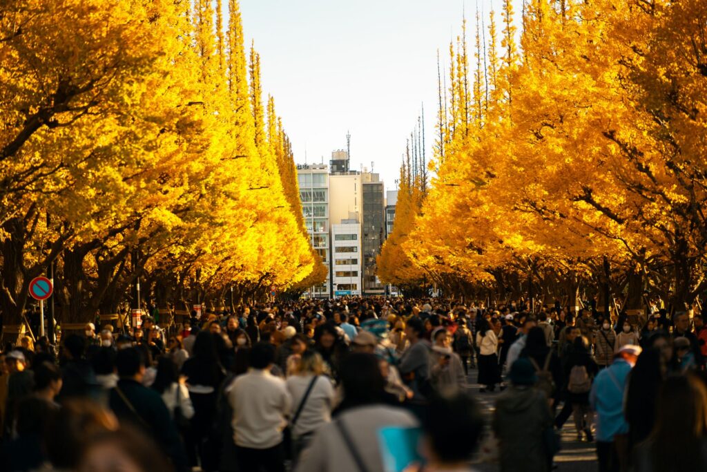 Crowds walking beneath brilliant golden ginkgo trees at Meiji Jingu Gaien in autumn.