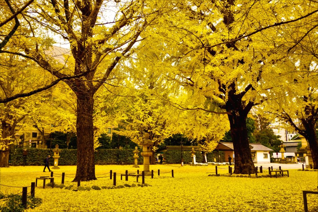 Golden ginkgo trees covering the ground with yellow fallen leaves during autumn in Tokyo.