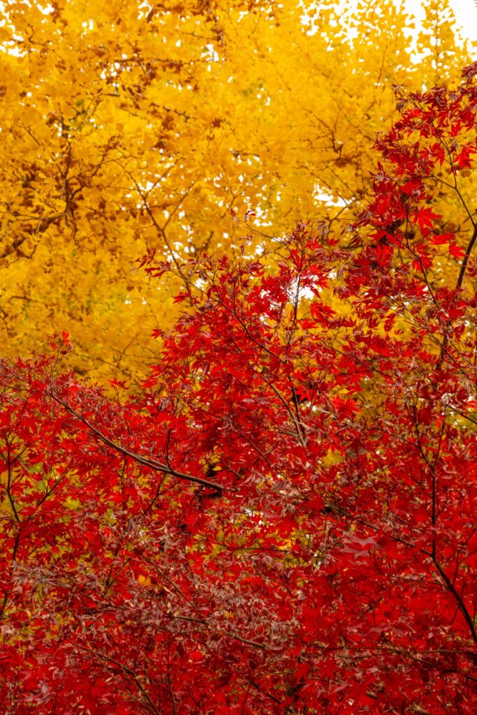Bright red maple leaves contrasting with golden yellow ginkgo foliage in Tokyo during autumn.