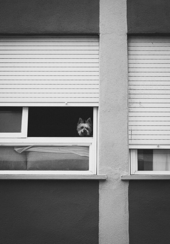 A small dog looks through an open window beneath partially lowered shutters, illustrating the types of windows that may need sealing and insulation during colder months.